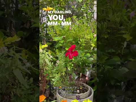 バラの茂みからヒルガオを取り除く方法 自然に行うべきことを排除する