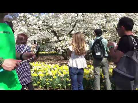 Keukenhof Lisse .NL. 4k .april 2018