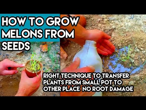 Growing Watermelon Plant Time Lapse - Seed to Fruit (110 Days)