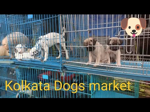 Kolkata Dogs market