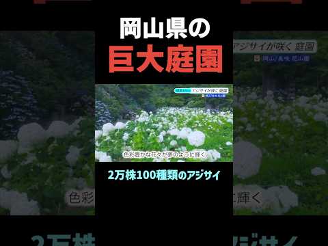 園芸 つるアジサイ