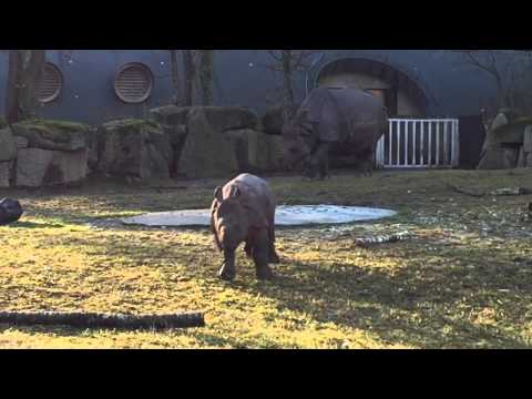 Nashornbaby Puri Tierpark Hellabrunn München Rhino Baby