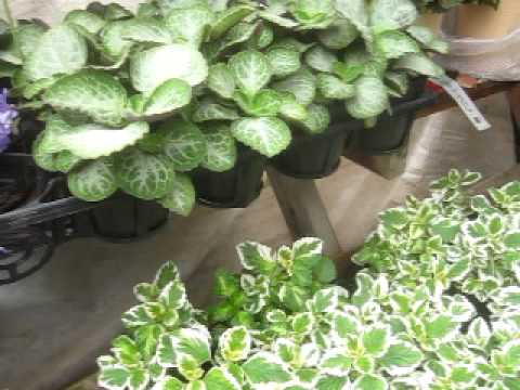 ハープブッシュ、プレクトランサス 植物