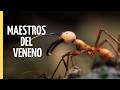 Veneno El Arma Más Letal De La Naturaleza Episodio Completo