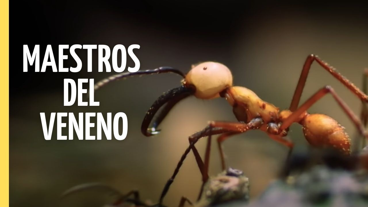 Veneno: El Arma Más Letal de la Naturaleza | Episodio Completo