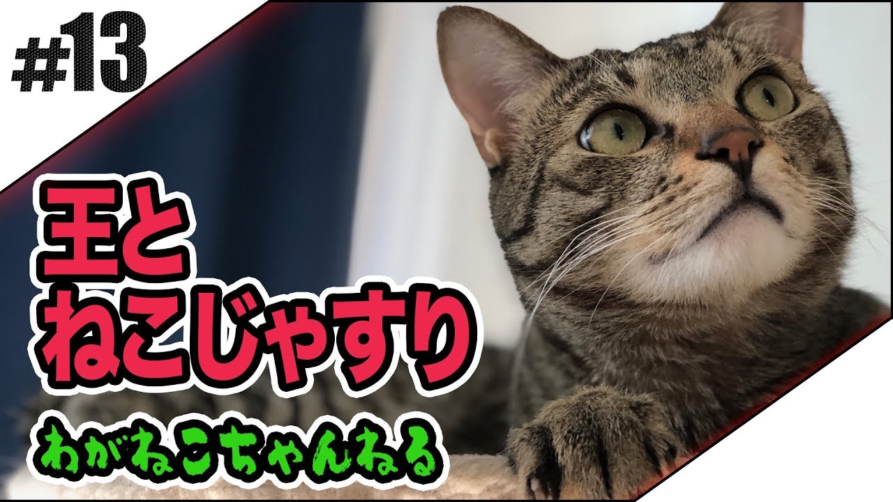 #13【吾輩】王とねこじゃすり【猫】