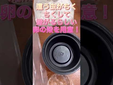 堆肥に含まれる有益な昆虫と非有益な昆虫は何ですか?  庭園