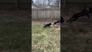 Video preview image #1 Mutt Puppy For Sale in Germantown, OH, USA