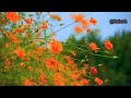 Bhay Ithale Sampat Nahi Whatsapp Status भय इथले संपत नाही