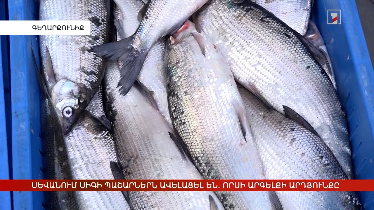 Սևանում ապօրինի ձկնորսության դեպքերը նվազել են, սիգի պաշարները՝ ավելացել