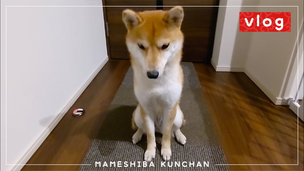 じぞうになったいぬ | VLOG　【豆柴】