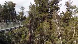 preview picture of video 'West Coast Treetop Walkway, Hokitika. Part 1.'