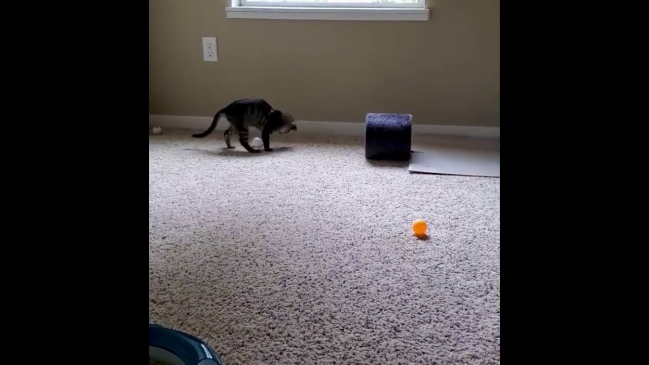 Enlarge Brigid, an adopted Domestic Medium Hair in Tillamook, OR video 3/6