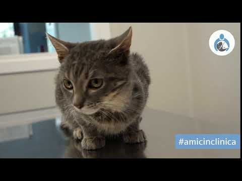 Anteprima video Clinica Veterinaria Città dei Papi Viterbo