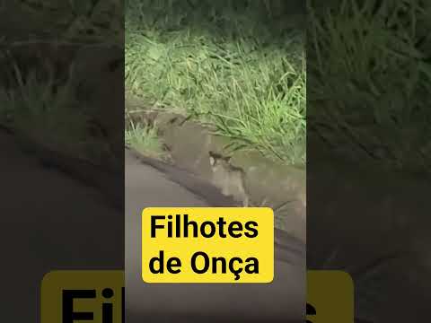Filhotes de Onça  na pista. Xambrê PR #curiosidades #onça #onçaparda