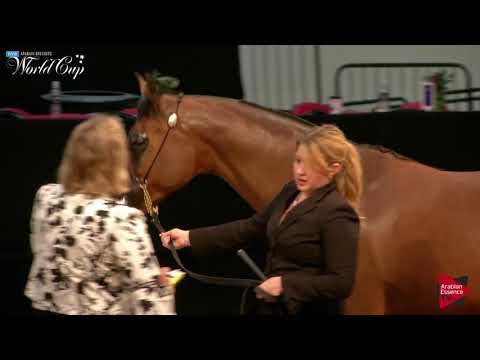 N.214 ARIA MARCHESTRA - LAS VEGAS 2019 - Arabian World Cup Senior Mares ATH (Class 103).mp4