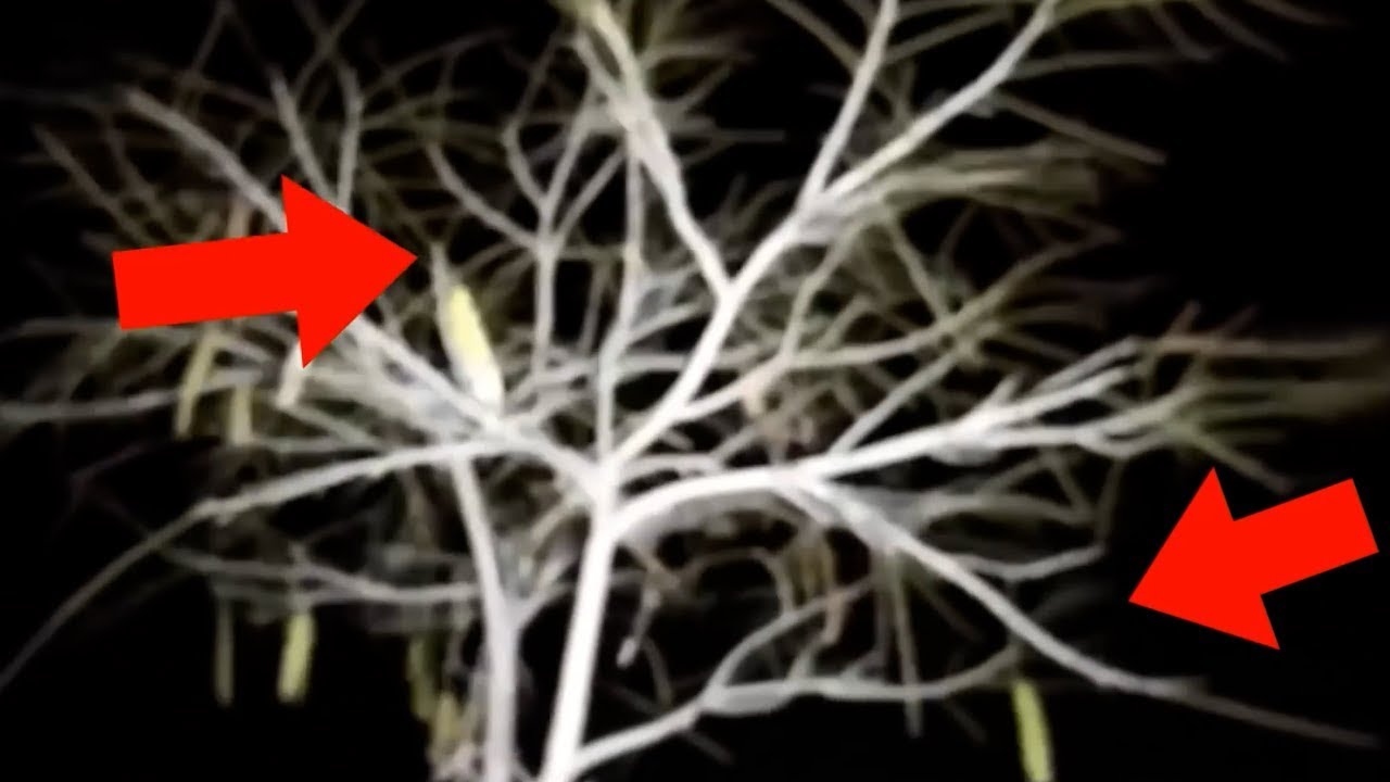 Creepy Videos Full of Frights