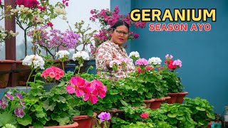 Download lagu Want Perfect Geraniums? Watch This Now | Geranium Plant Care mp3