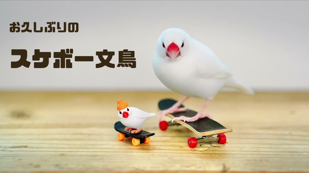 弟子ができたスケボー文鳥
