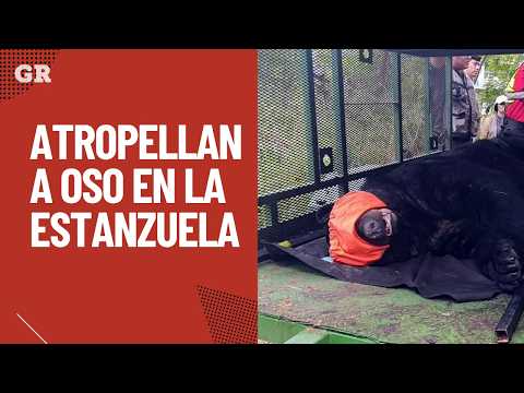 Atropellan a oso en La Estanzuela | Monterrey