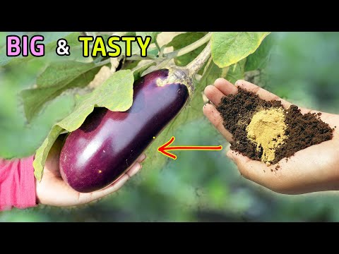 , title : '10 TRICKS TO GROW LOTS OF EGGPLANT | GROWING BRINJAL IN POTS'