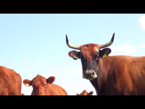 Red angus goveda Ivana Enjingija- Zlatno klasje #235