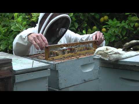 Instrumental Insemination of Honeybees