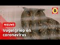 Veel kopzorgen voor vogelasiel in Someren | Omroep Brabant