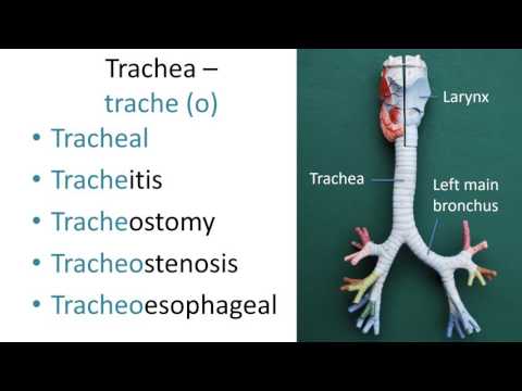 Medical terms 7, Respiratory system