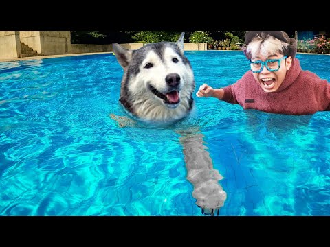 DIKIRA MAIN AIR!!! ANJING TENGGELAM DI KOLAM 3 METER!!! SUSAH NAFAS, NANGIS LIATNYA!!!