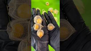 Download lagu Who would have thought 🗿 #goldenberry #ciplukan #transparant #experiment mp3 Download lagu Who would have thought 🗿 #goldenberry #ciplukan #transparant #experiment mp3