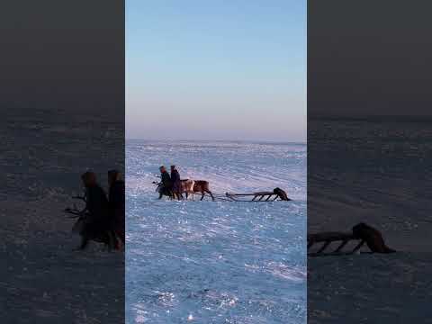 Nenets Traditional Reindeer Migration #shorts #nenets #epic #beautiful #nature