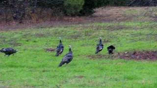 preview picture of video 'Turkey Gobblers in North Texas'