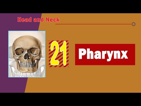 𝟐𝟏. 𝐏𝐡𝐚𝐫𝐲𝐧𝐱 🗣️ (البلعوم)