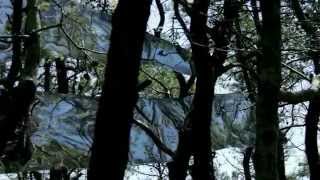 Blue Whale in the Trees - Wes Wirth