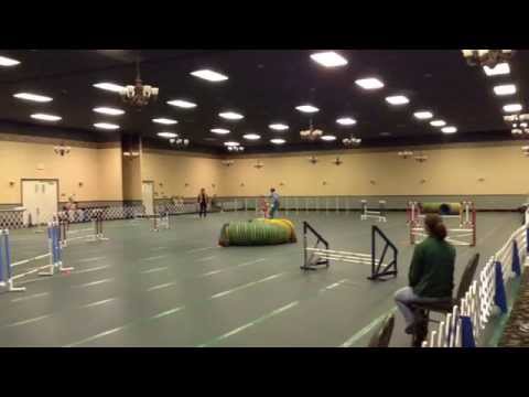 Rudy agility 1 Beagle Nationals 2014