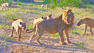 Hyenas Try Dragging Lion Off Buffalo By Its Tail