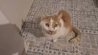 Veliki stari Miki mačak--ovaj mačak je star 14 godina i slabo jede i polagano hoda...