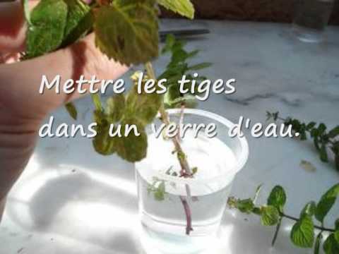 comment faire prendre une bouture d'olivier