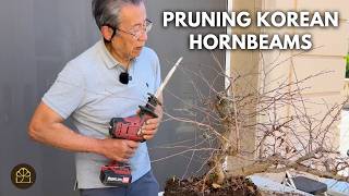 Korean Hornbeams: What Makes Them Especially Desirable Bonsai