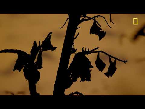 Thumbnail of the video: "How Migrating Bats Seed Forests" (Ep.2)