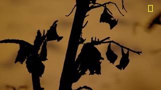 'One Strange Rock': How migrating bats seed forests