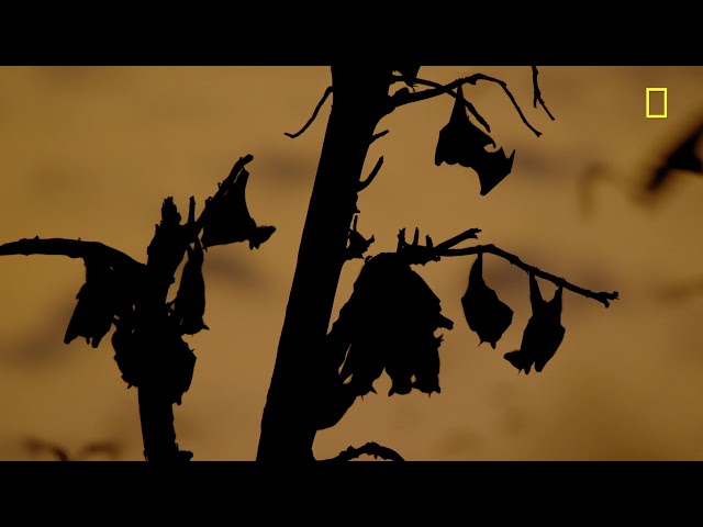"How Migrating Bats Seed Forests" (Ep.2)