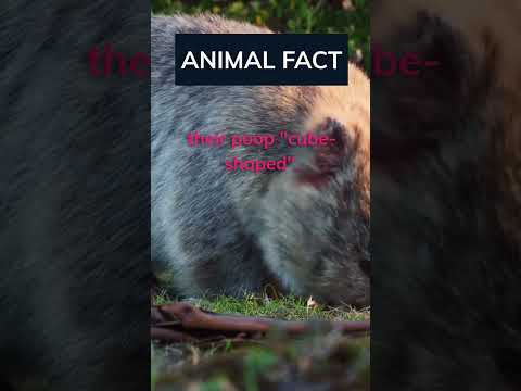 Amazing digestive system! Comment your thoughts 👇🏻 #shorts #wombats #facts #animals #psychology