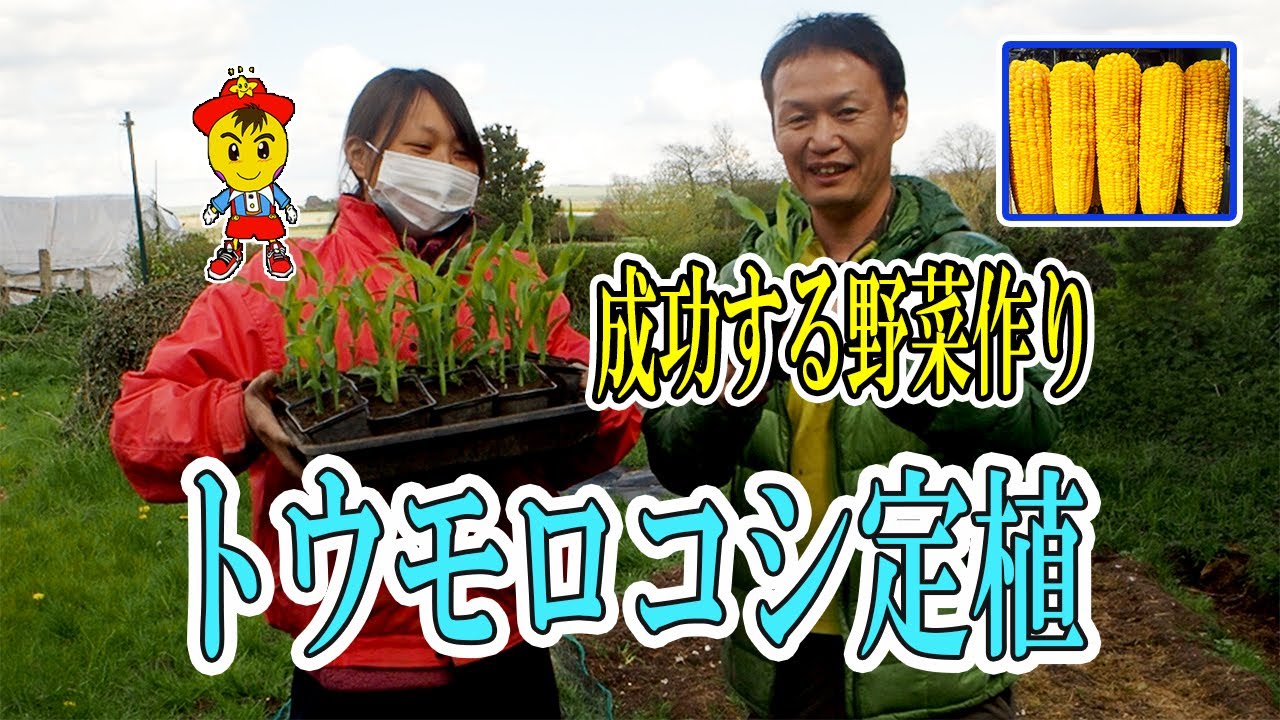 トウモロコシ定植の基本