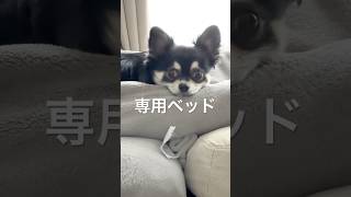 犬、専用ベッドでくつろぐ。  #犬との暮らし #chihuahua #dog