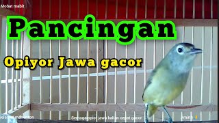 Download lagu burung opior jawa atau cak gentong ngriwik... pas buat masteran atau buat belajar bunyi opior jawa mp3