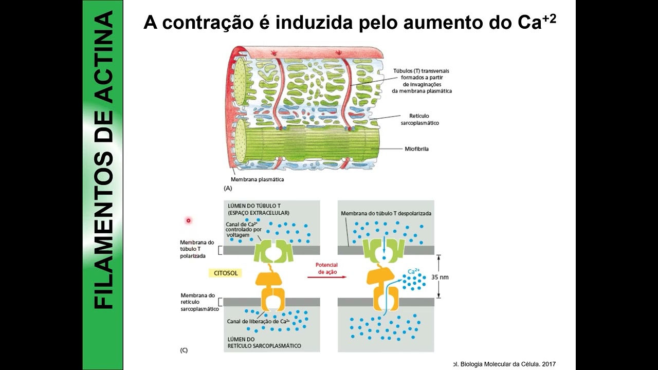 Contração muscular