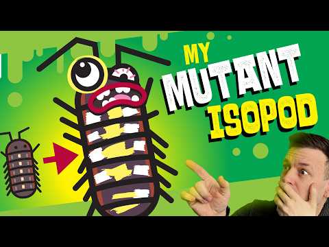 Svinka klaun (Armadillidium klugii) — terárium, kŕmenie a správanie