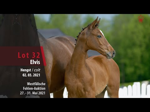 Westfälische Online Auktion-Fohlen Lot 32 Elvis Hengst v. Eldorado van de Zeshoek - Cascadello I